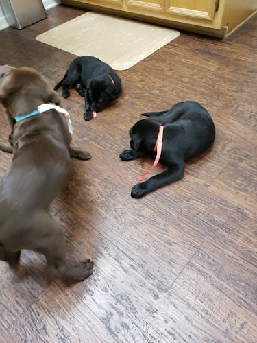 Crossroads Veterinary Hospital