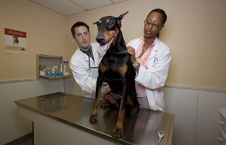 Aztec Pet Hospital