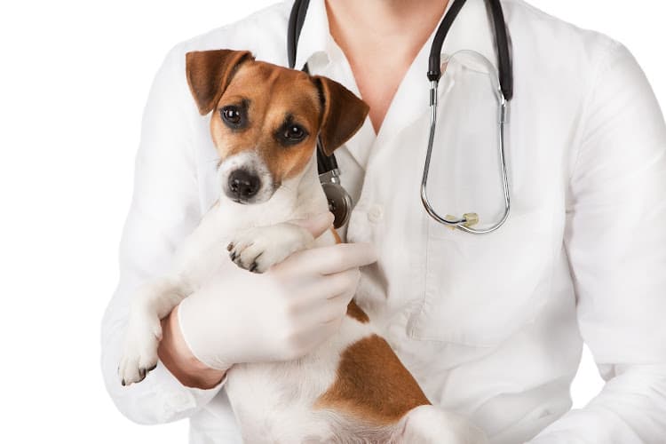 East Lake Veterinary Hospital