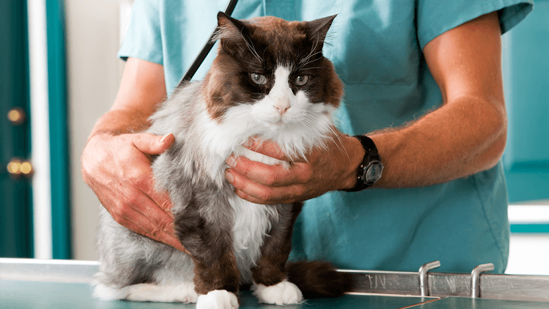 Hillcrest Animal Hospital