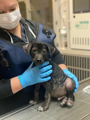 Willis Emergency Animal Clinic