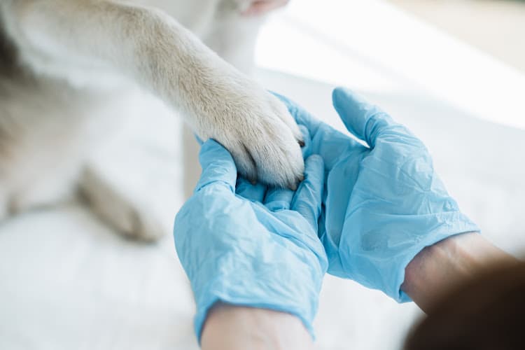 Quinlan Animal Clinic