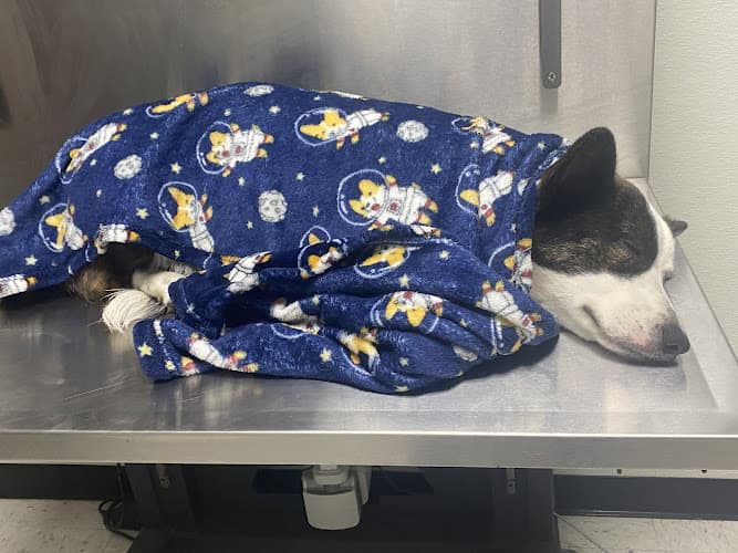 Waco Animal Emergency Clinic