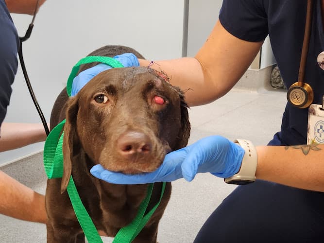 Emergency Animal Hospital of Crystal Falls