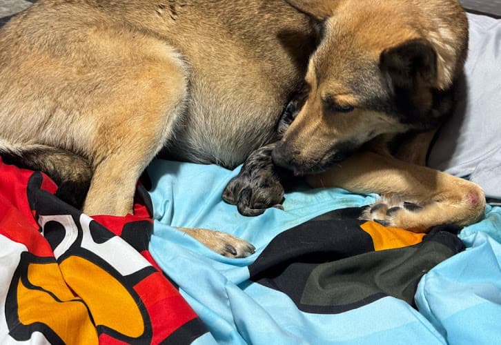 Pawsitive Healing Veterinary Hospital