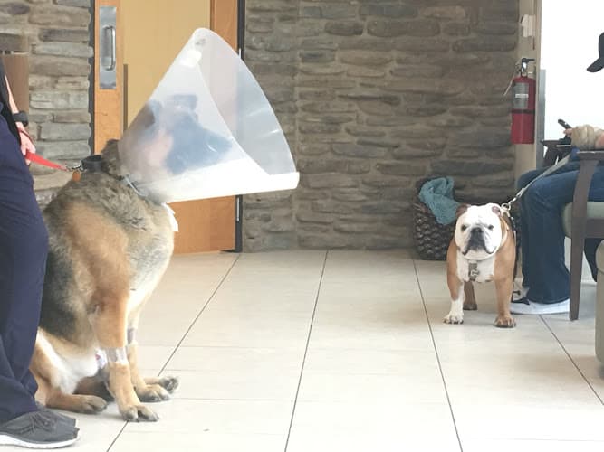 Austin Veterinary Emergency and Specialty