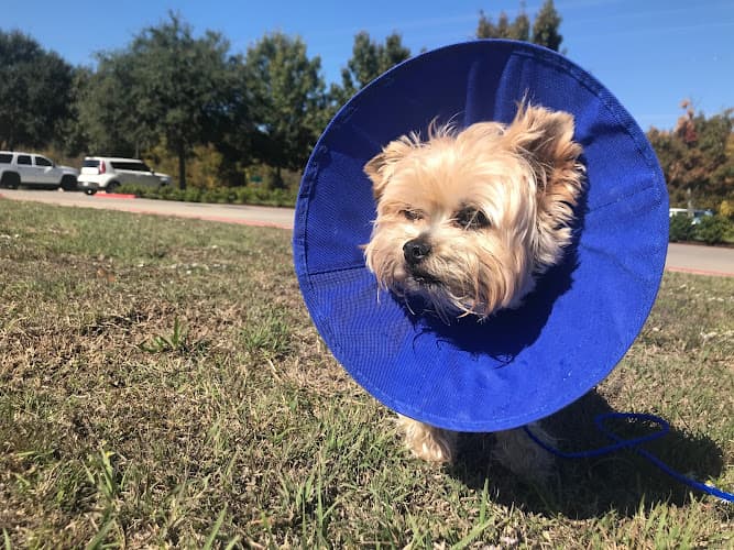 Rockwall Urgent Vet