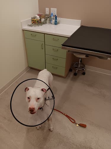 ASAP Vet: Veterinary Urgent Care