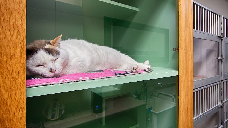 Houston Cat Hospital