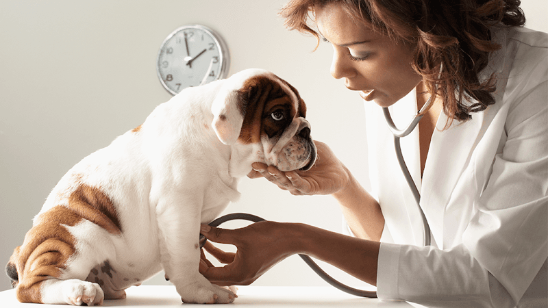 Village Veterinary Center