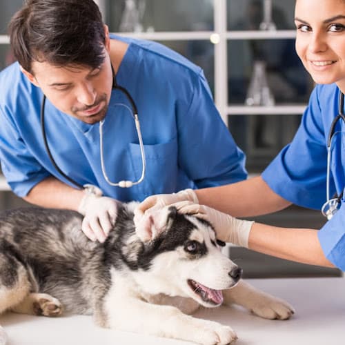 Forest West Animal Clinic