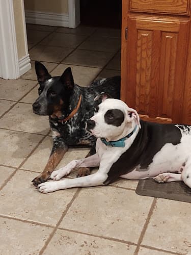 Fort Worth Animal Emergency Hospital