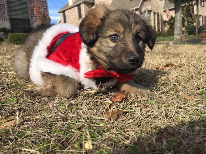 East Plano Murphy Pet Hospital